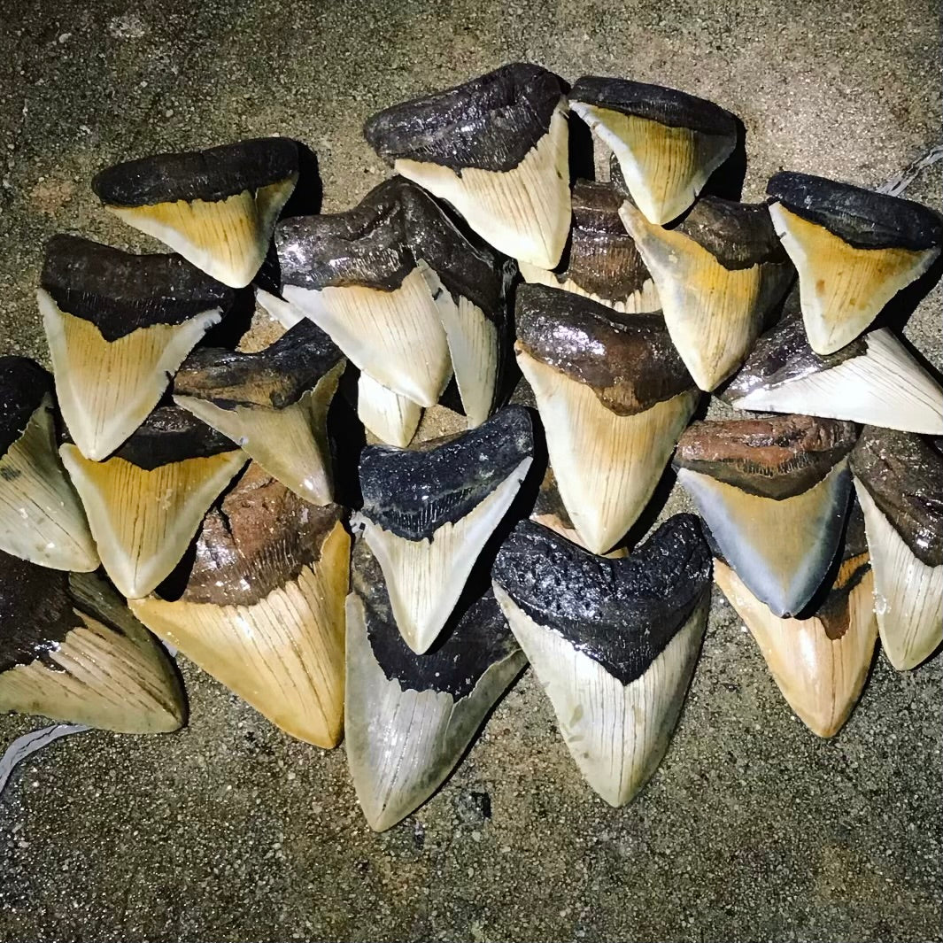 Megalodon Teeth