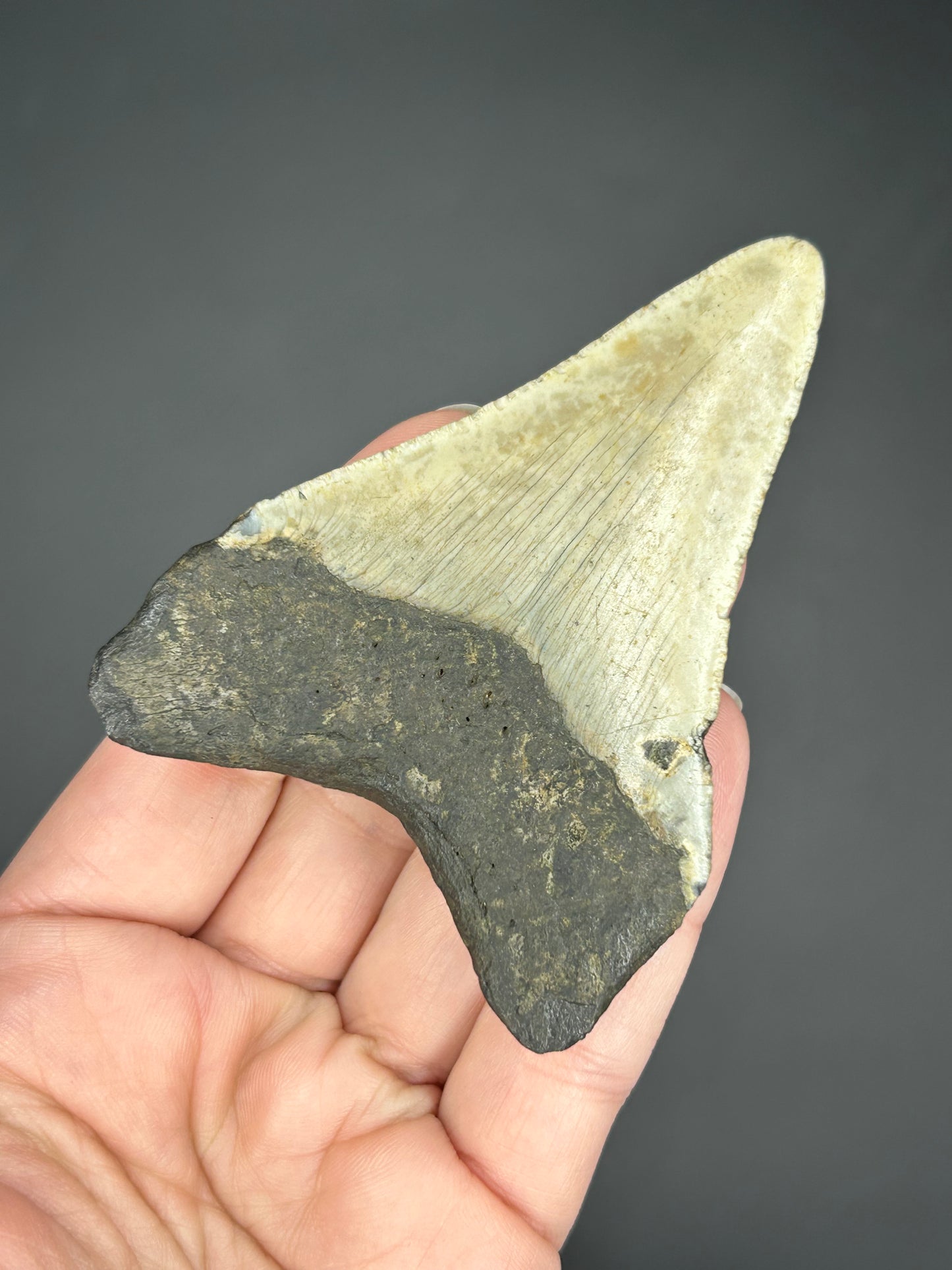 Striped Megalodon Tooth