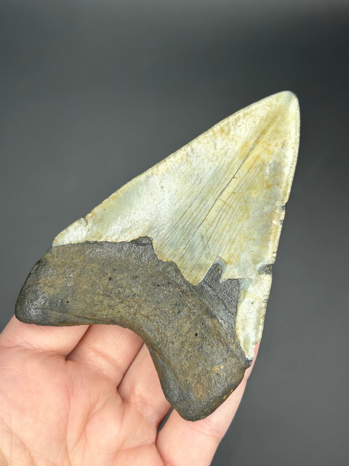Collectible Megalodon Tooth