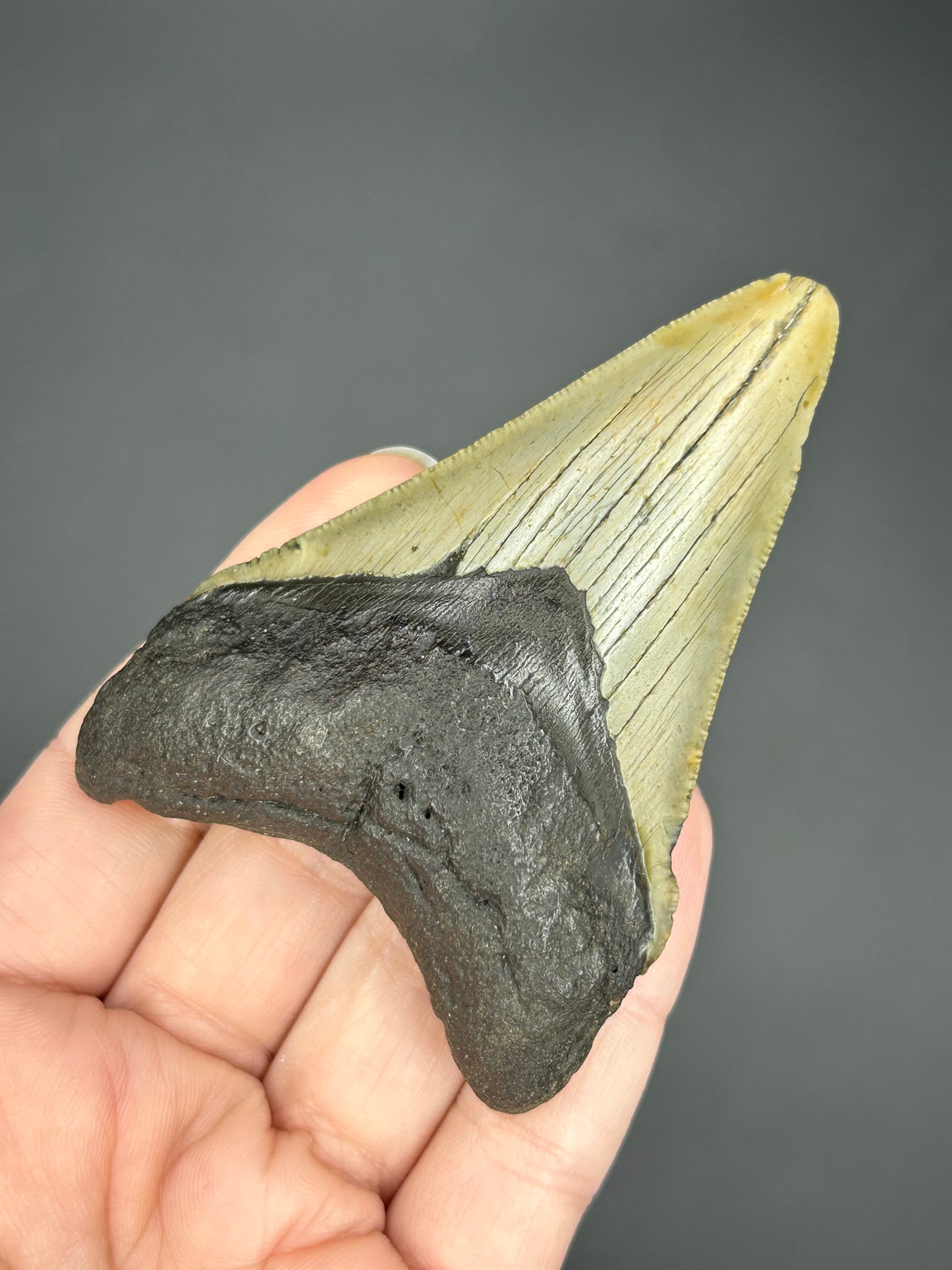 Ombré Megalodon Tooth
