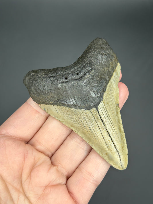 Striped Megalodon Tooth
