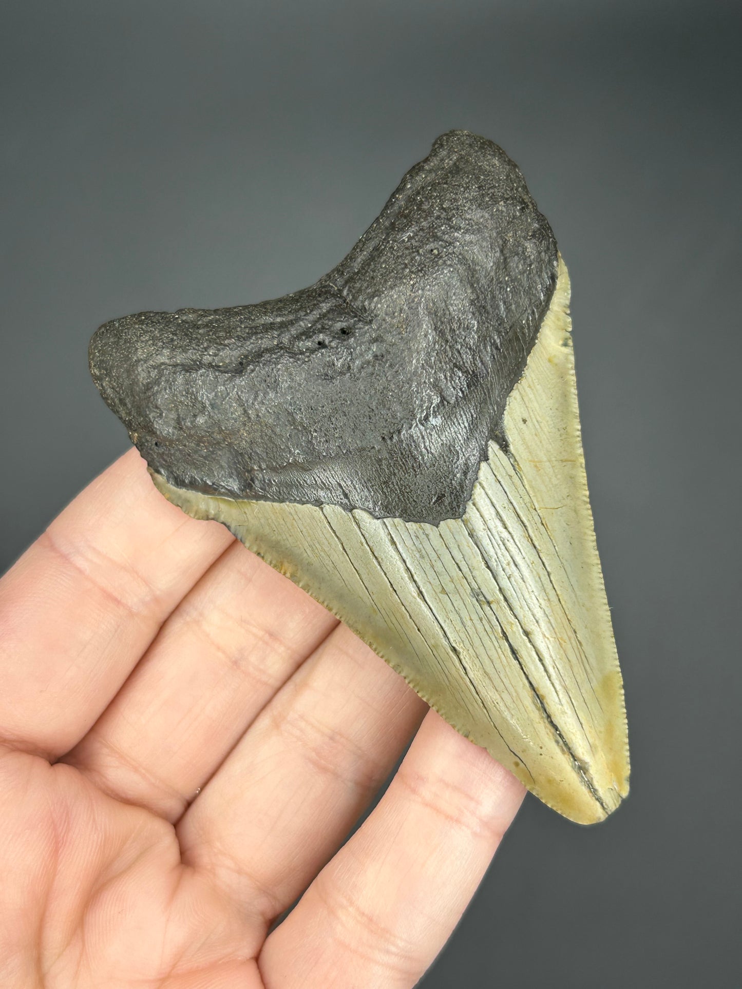 Ombré Megalodon Tooth