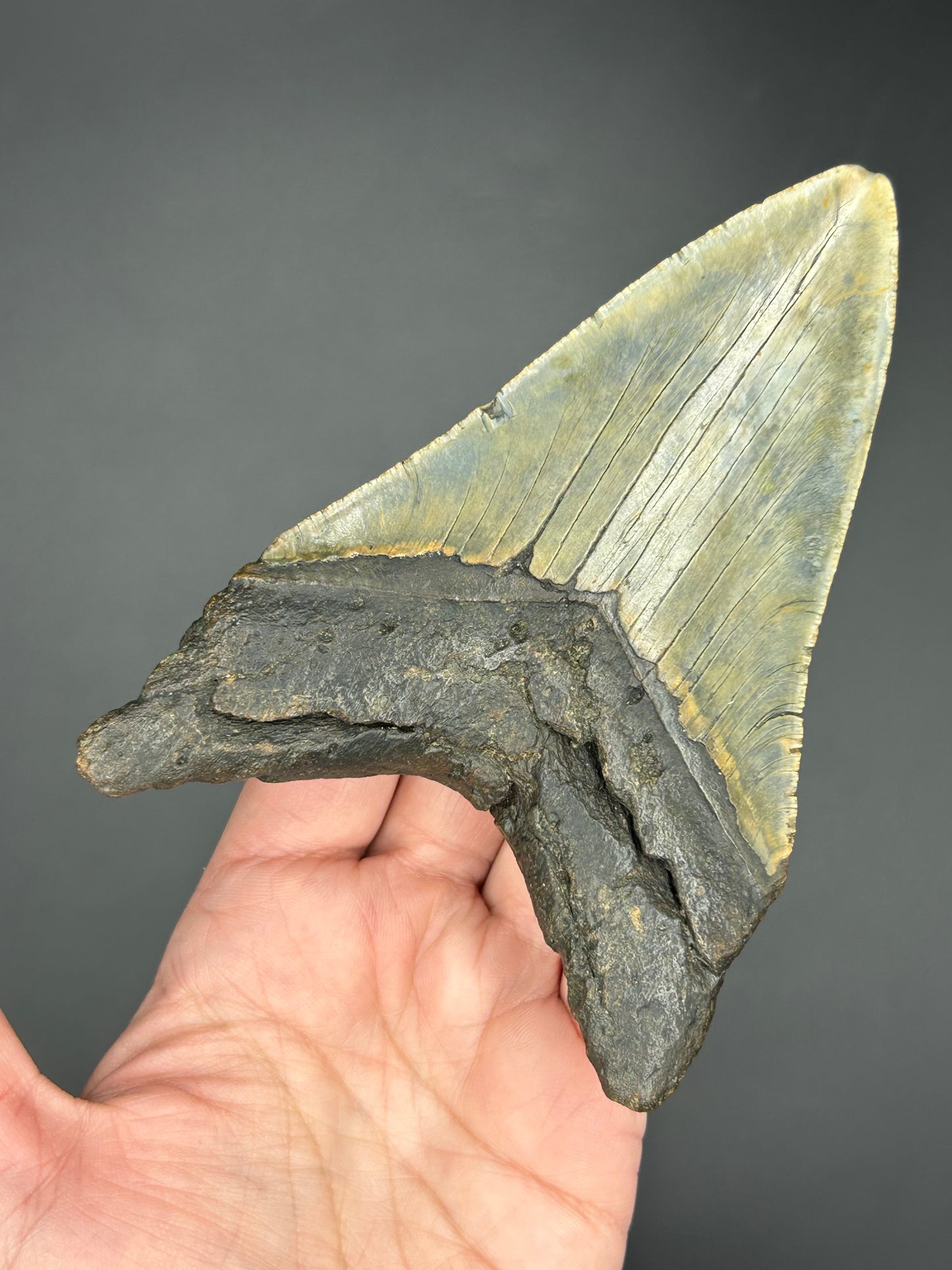 Golden Megalodon Tooth