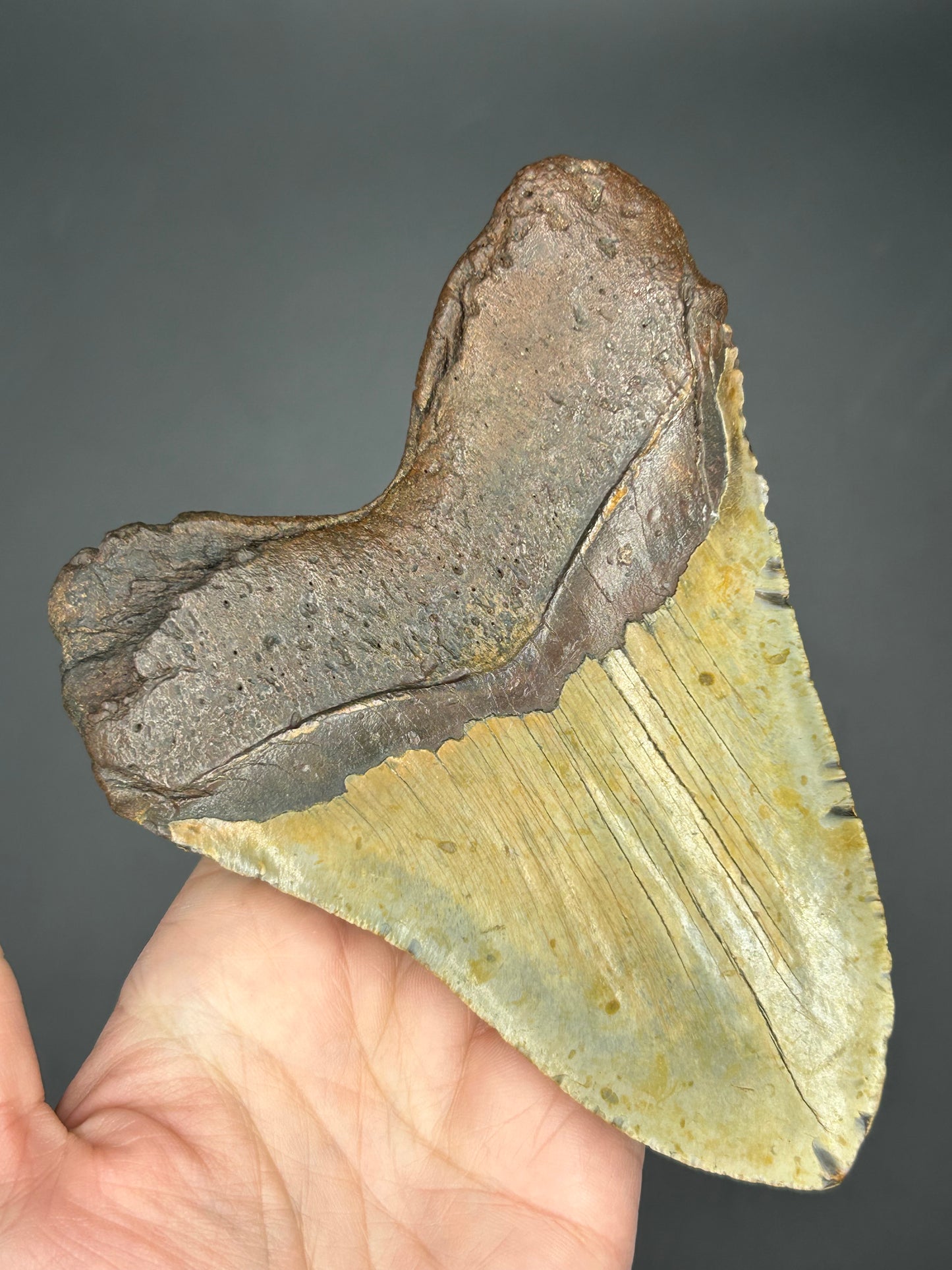 Goated Megalodon Tooth