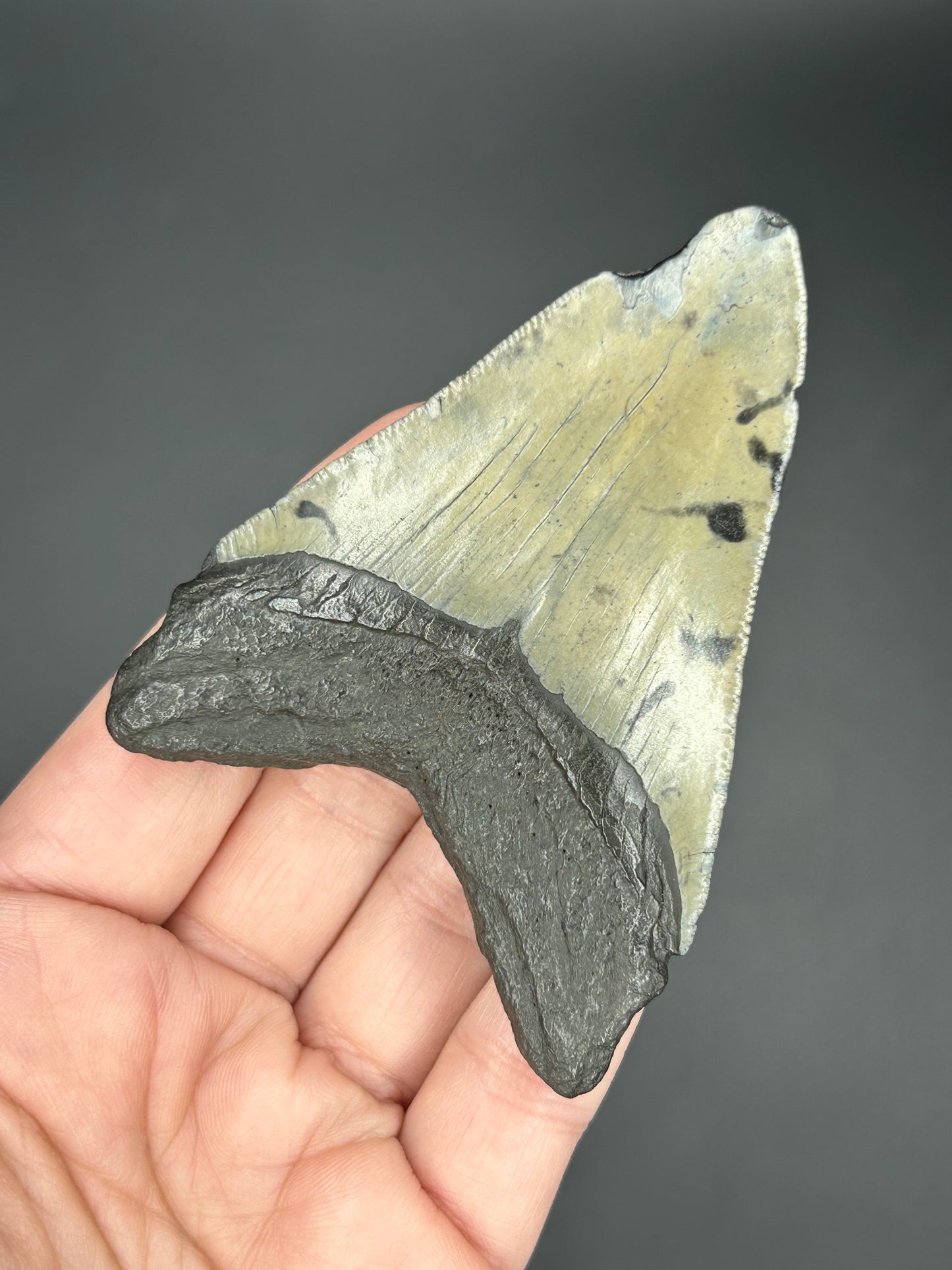 Dark Megalodon Tooth
