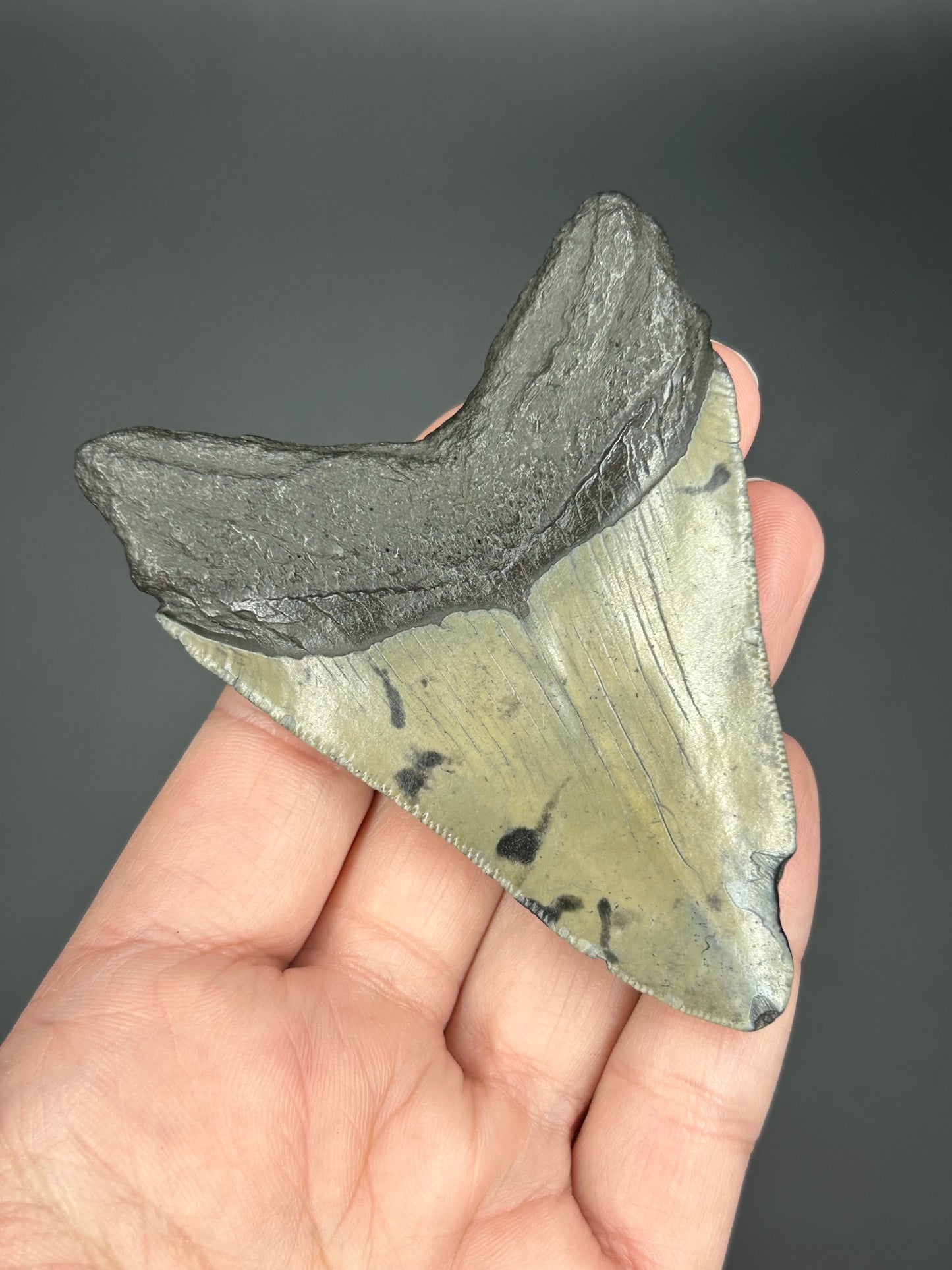 Dark Megalodon Tooth