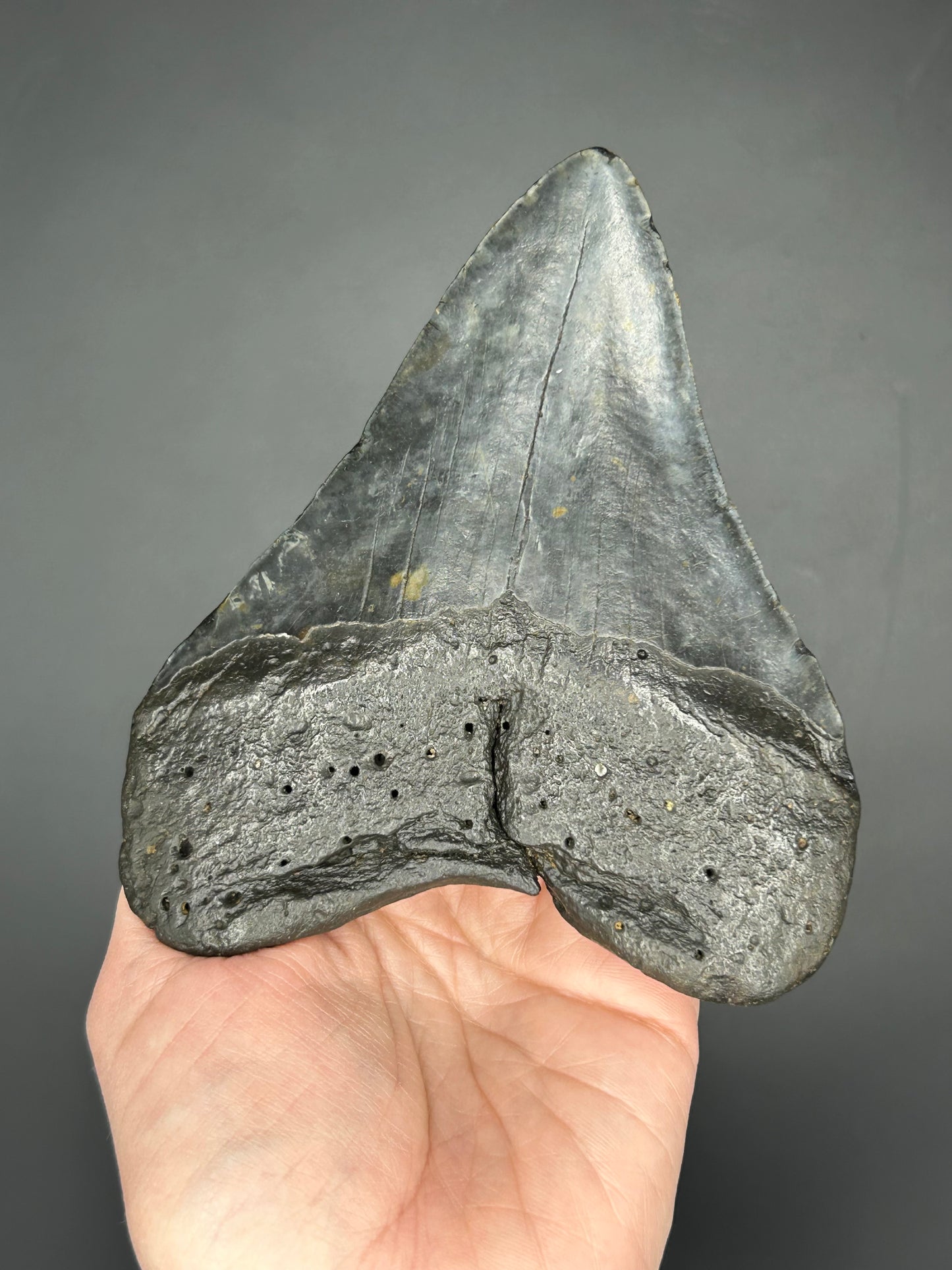 Massive Gunmetal gray Megalodon Tooth