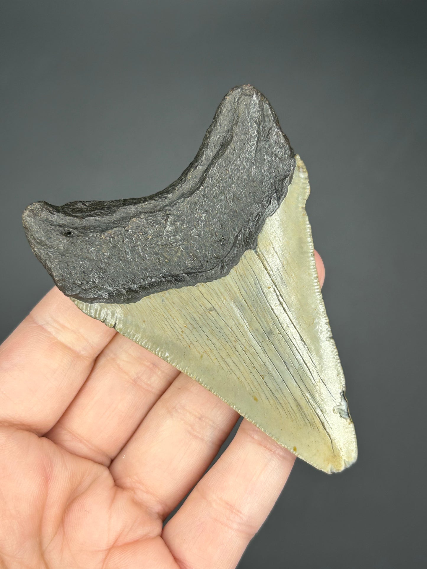 Ombré Megalodon Tooth