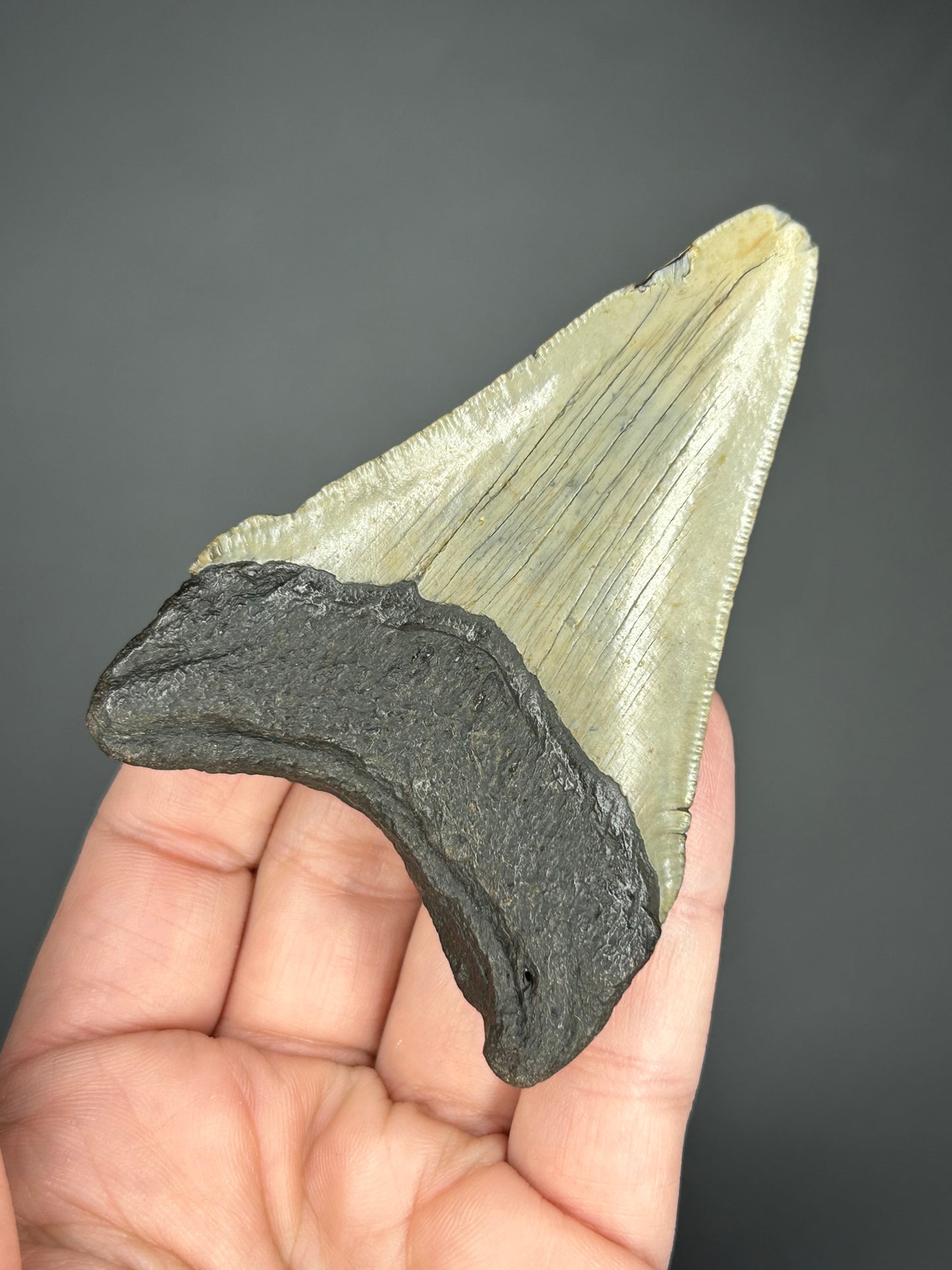 Ombré Megalodon Tooth