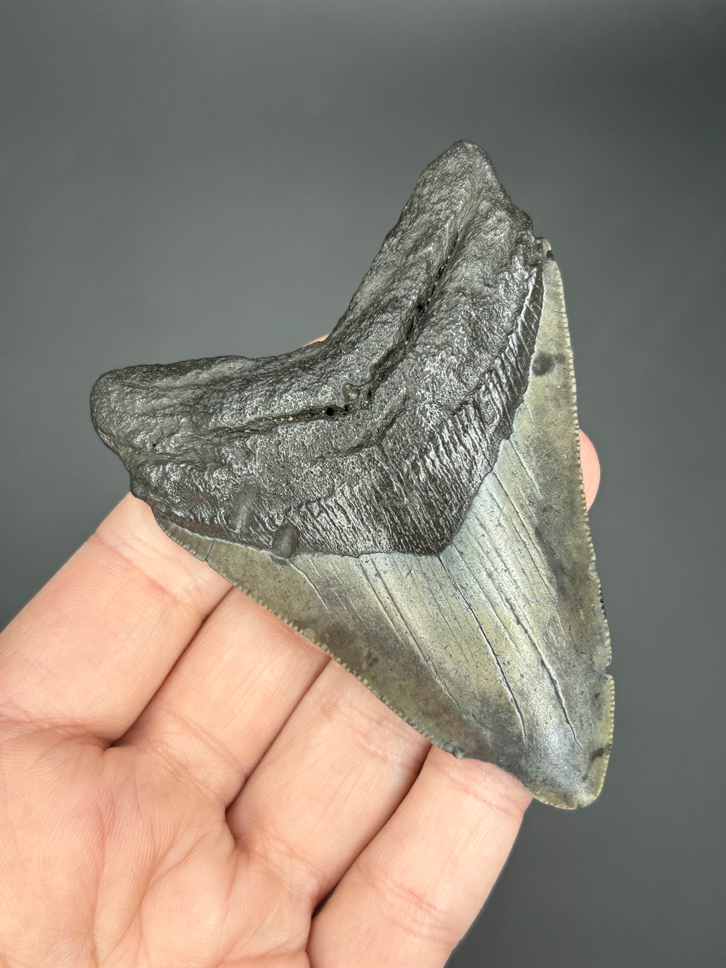 Dark Megalodon Tooth