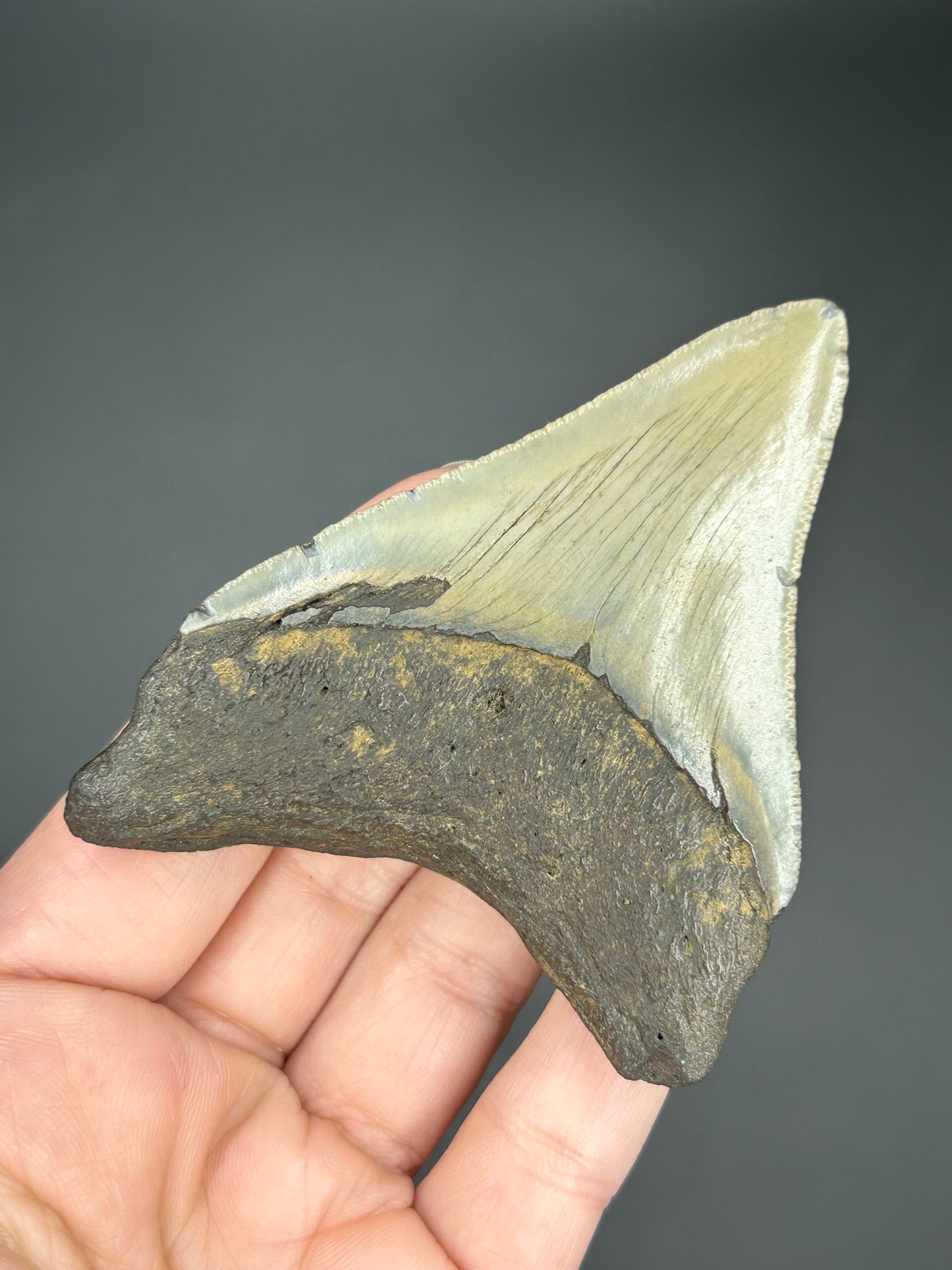 Posterior Megalodon Tooth