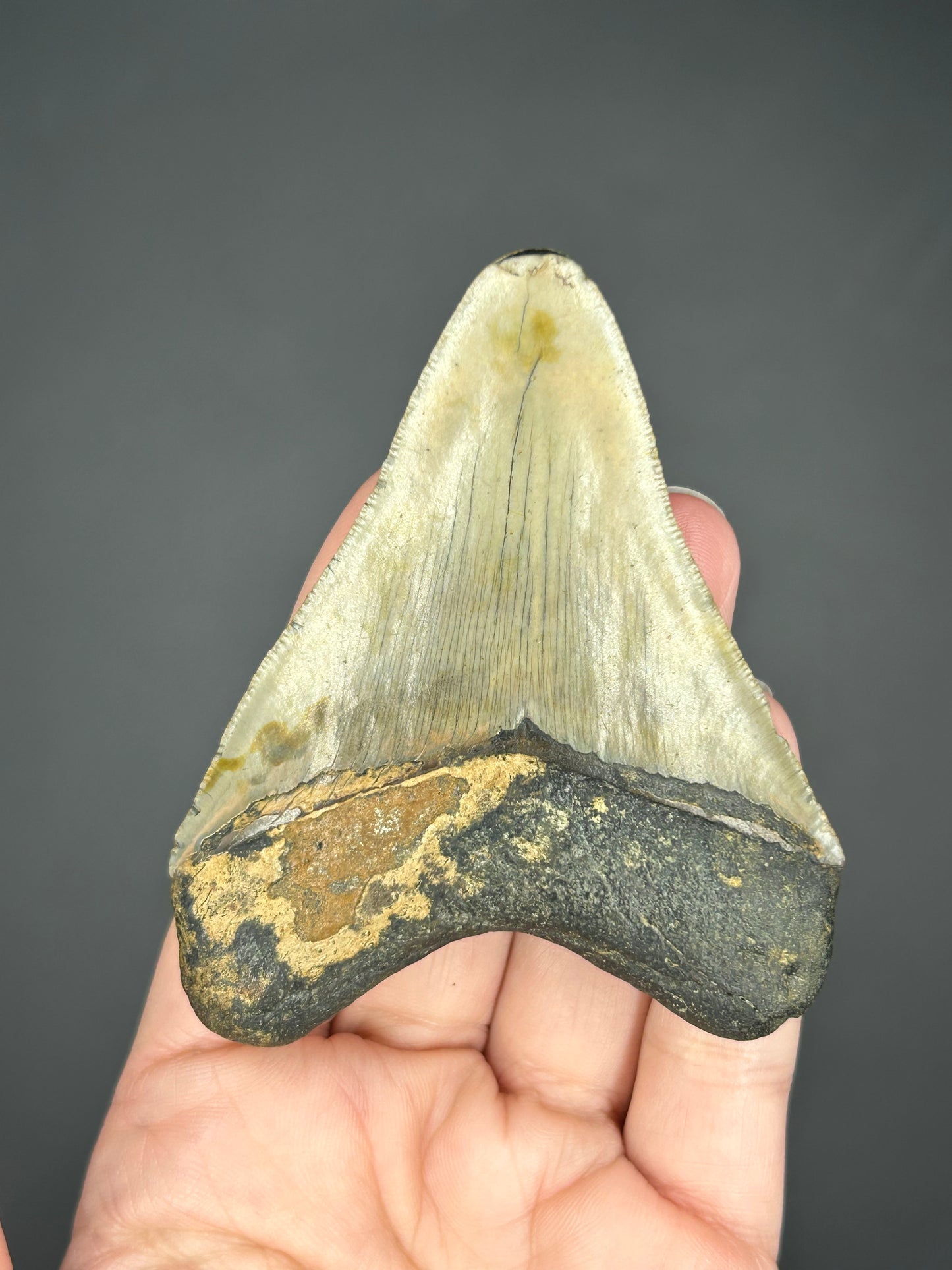 Serrated Megalodon tooth