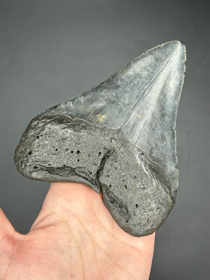 Massive Gunmetal gray Megalodon Tooth