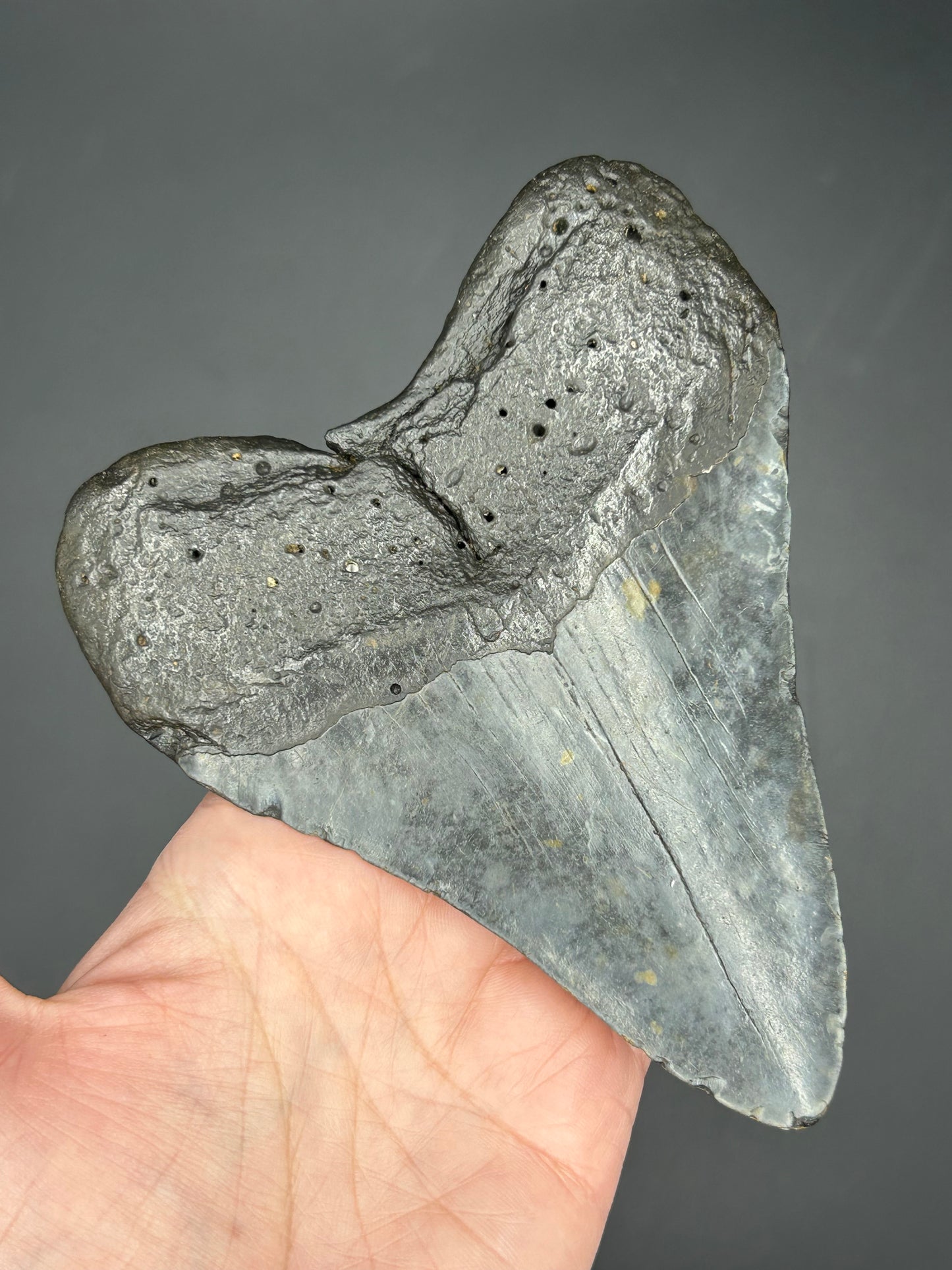 Massive Gunmetal gray Megalodon Tooth