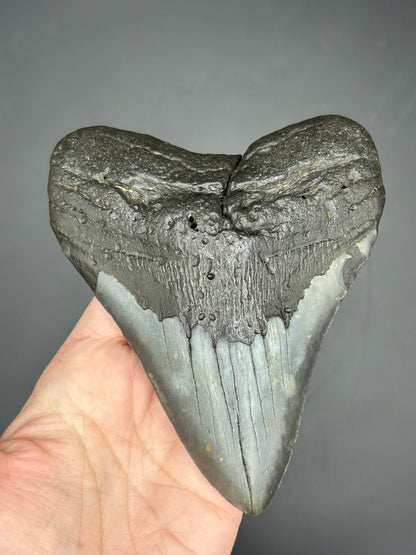 Massive Gunmetal gray Megalodon Tooth