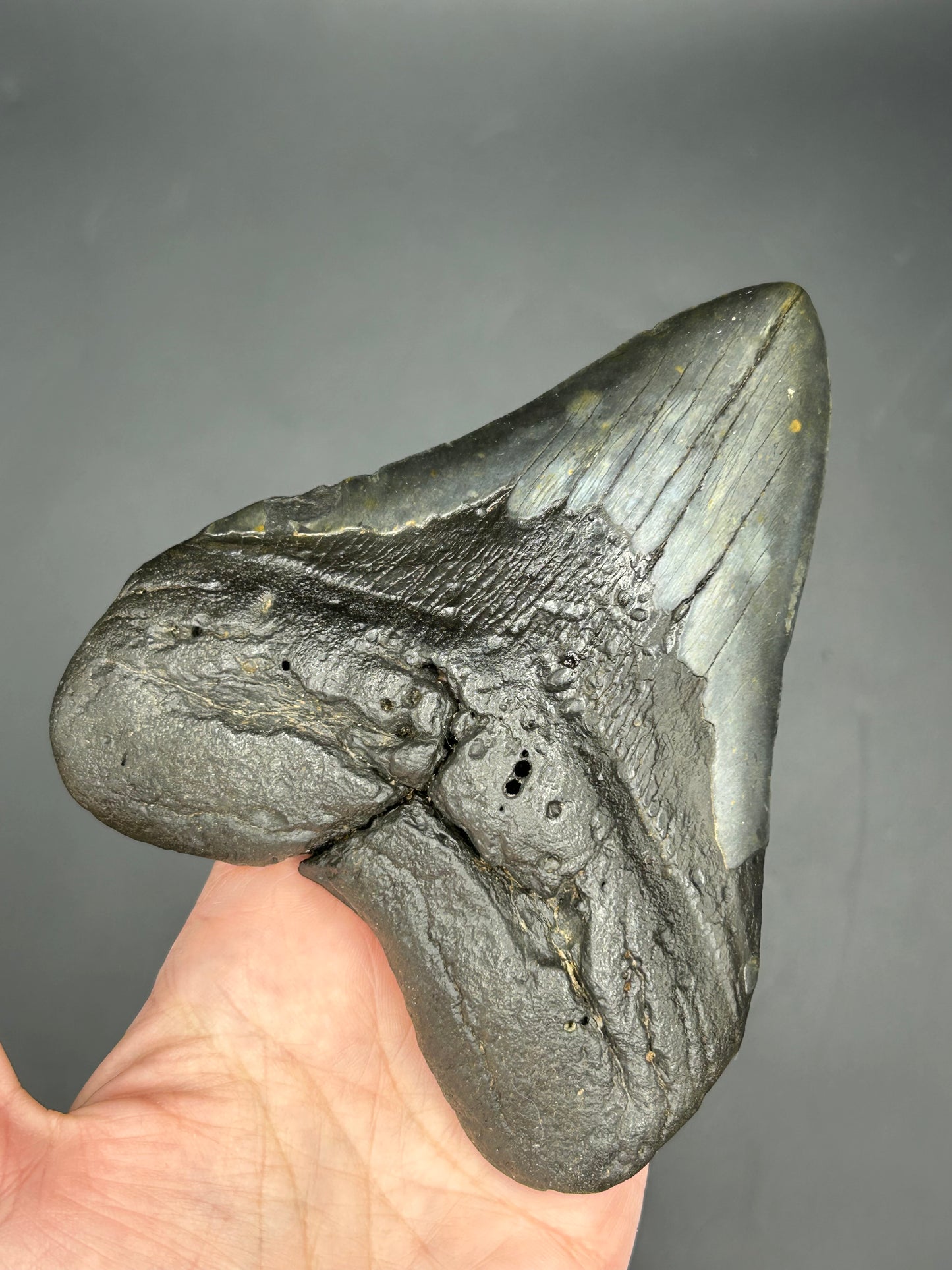 Massive Gunmetal gray Megalodon Tooth