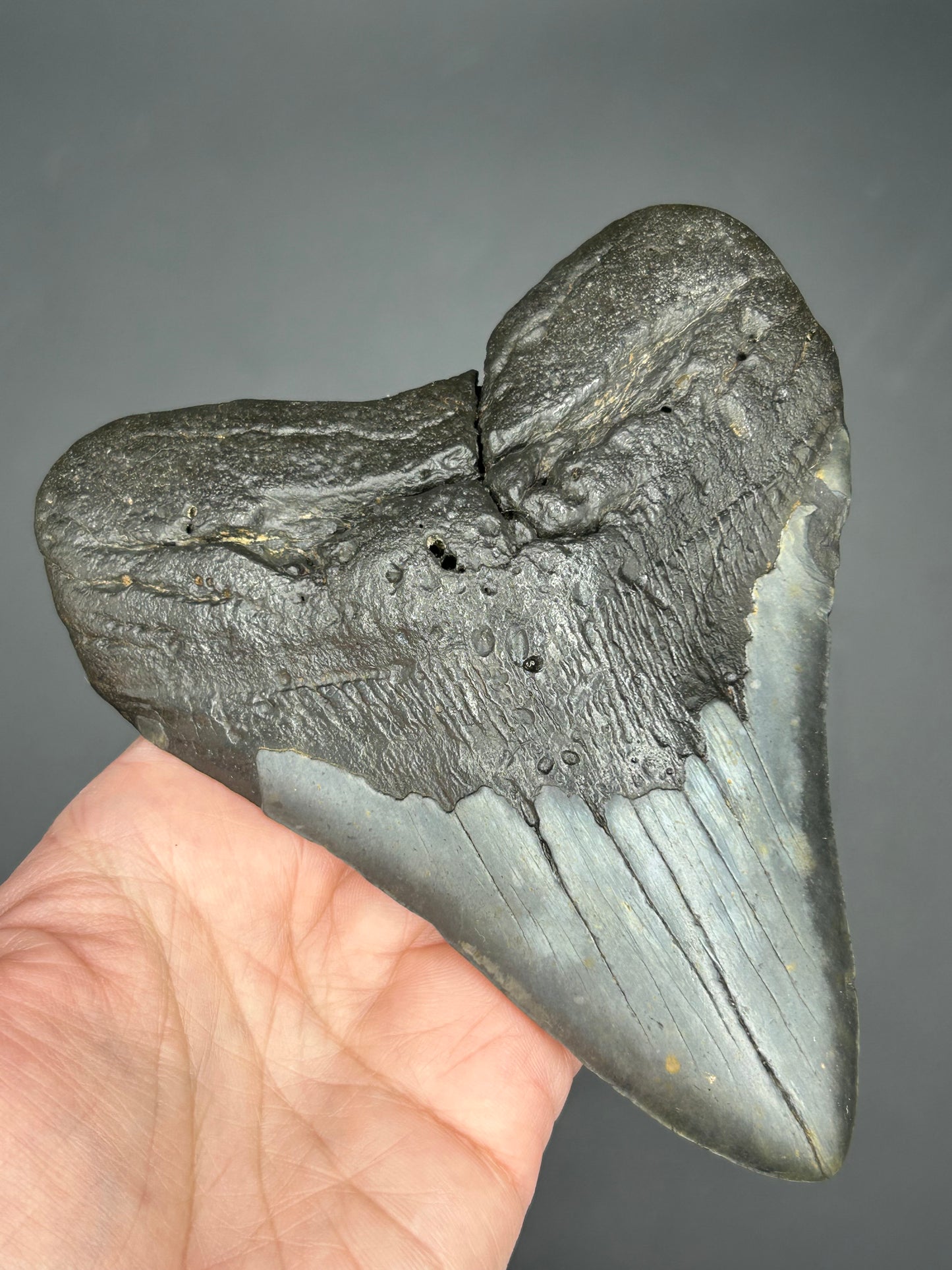 Massive Gunmetal gray Megalodon Tooth