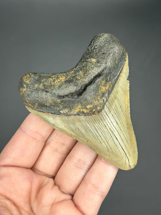 Serrated Megalodon tooth