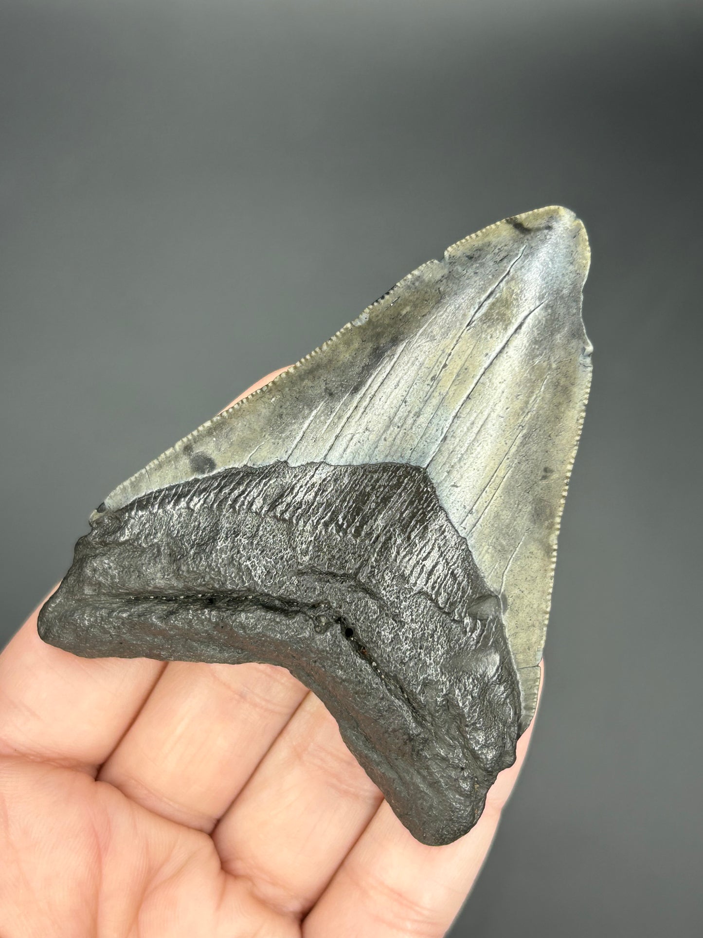 Dark Megalodon Tooth